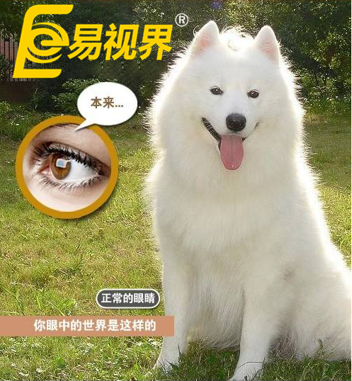 不一樣的眼病，不一樣的世界