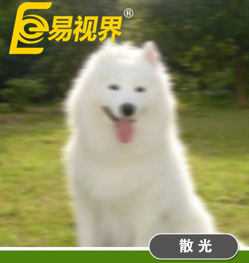 不一樣的眼病，不一樣的世界