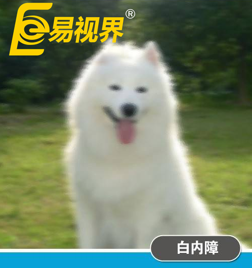 不一樣的眼病，不一樣的世界